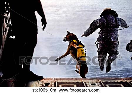 A U. S. Soldier and his military working dog jump off the ramp of a CH-47 Chinook. View Large Photo Image Picture - A U. S. Soldier and his military working dog jump off the ramp of a CH-47 Chinook.. Fotosearch