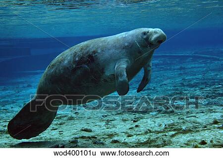 A West Indian Manatee in the shallow freshwater of Fannie Springs, Florida. View Large Photo Image Stock Photograph - A West Indian Manatee in the shallow freshwater of Fannie Springs, Florida.. Fotosearch