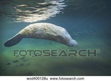 A West Indian manatee rolls over upside down. View Large Photo Image Stock Photograph - A West Indian manatee rolls over upside down.. Fotosearch