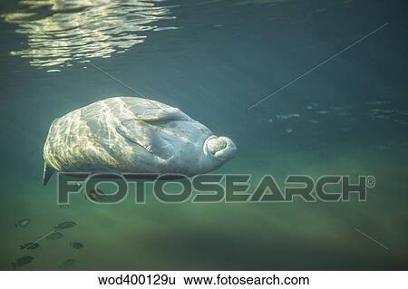 Stock Photograph - A West Indian manatee rolls over upside down.. Fotosearch