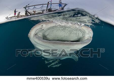 A whale shark with mouth wide open swimming underneath a bagan. View Large Photo Image Stock Photograph - A whale shark with mouth wide open swimming underneath a bagan.. Fotosearch