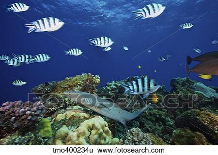A Whitetip Reef Shark glides through a school of Scissortail Sergeant Major fish, Fiji. View Large Photo Image Stock Photograph - A Whitetip Reef Shark glides through a school of Scissortail Sergeant Major fish, Fiji.. Fotosearch