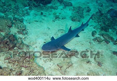 Stock Photograph - A Whitetip Reef Shark laying on the sany bottom off the coast of Fiji.. Fotosearch