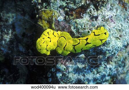 A yellow nudibranch crawling across a colorful reef, Papua New Guinea. View Large Photo Image Stock Photograph - A yellow nudibranch crawling across a colorful reef, Papua New Guinea.. Fotosearch