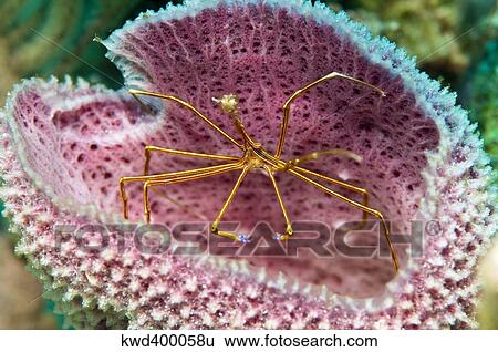 Stock Photograph - A yellowline arrow crab in a blue vase sponge in Caribbean waters.. Fotosearch
