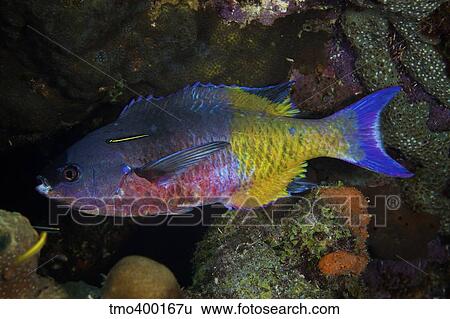 A Yellowprow goby cleaning a Creole wrasse. View Large Photo Image Stock Photograph - A Yellowprow goby cleaning a Creole wrasse.. Fotosearch