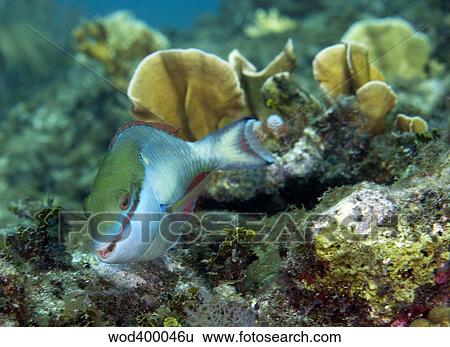 A young Redband Parrotfish, Key Largo, Florida. View Large Photo Image Stock Photograph - A young Redband Parrotfish, Key Largo, Florida.. Fotosearch