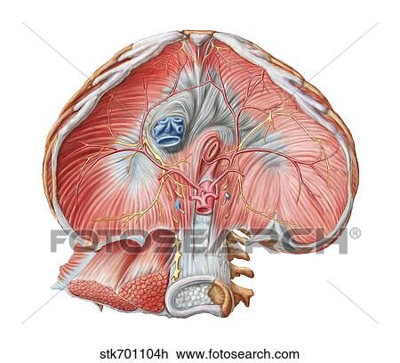 Drawing - Abdominal surface of diaphragm.. Fotosearch
