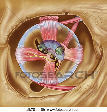 Abducent nerve in the orbit with lateral rectus muscle. View Large Illustration Drawing - Abducent nerve in the orbit with lateral rectus muscle.. Fotosearch