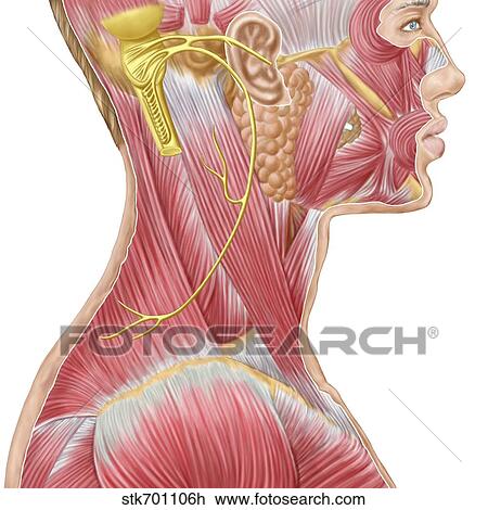 Accessory nerve view showing neck and facial muscles. View Large Illustration Drawing - Accessory nerve view showing neck and facial muscles.. Fotosearch