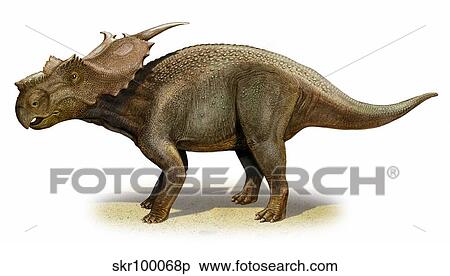 Achelousaurus horneri, a prehistoric era dinosaur. View Large Illustration Stock Illustration - Achelousaurus horneri, a prehistoric era dinosaur.. Fotosearch