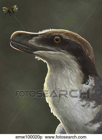 Acheroraptor dromaeosaurid dinosaur with hispine beetle. View Large Illustration Stock Illustration - Acheroraptor dromaeosaurid dinosaur with hispine beetle.. Fotosearch