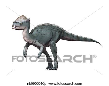Acrotholus audeti, Late Cretaceous of Canada. View Large Illustration Stock Illustration - Acrotholus audeti, Late Cretaceous of Canada.. Fotosearch