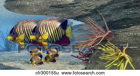 Adult royal angelfish parents guarding their young. View Large Illustration Stock Illustration - Adult royal angelfish parents guarding their young.. Fotosearch