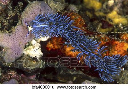 Aeolid nudibranch, Batangas, Philippines. View Large Photo Image Stock Photograph - Aeolid nudibranch, Batangas, Philippines.. Fotosearch