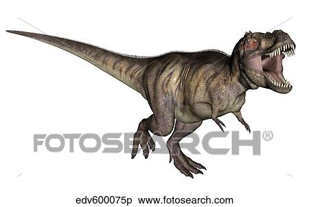 Aggressive Tyrannosaurus Rex growling, white background. View Large Illustration Stock Illustration - Aggressive Tyrannosaurus Rex growling, white background.. Fotosearch