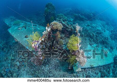 Airplane wreck sitting atop reef, overgrown with soft coral and crinoids. View Large Photo Image Stock Photograph - Airplane wreck sitting atop reef, overgrown with soft coral and crinoids.. Fotosearch