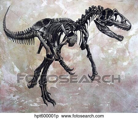 Allosaurus dinosaur skeleton. View Large Illustration Stock Illustration - Allosaurus dinosaur skeleton.. Fotosearch