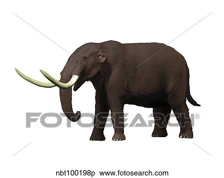 American mastodon from the Pleistocene epoch. View Large Illustration Stock Illustration - American mastodon from the Pleistocene epoch.. Fotosearch