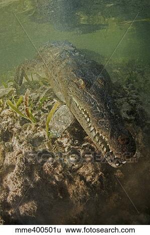 Stock Photograph - American saltwater crocodile in mangrove off of Cuba.. Fotosearch