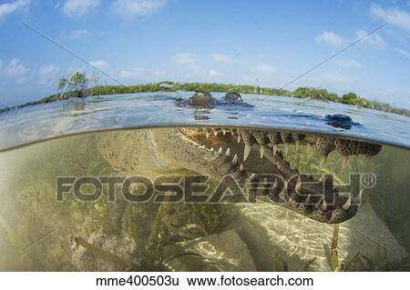 American saltwater crocodile in mangrove off of Cuba. View Large Photo Image Stock Photograph - American saltwater crocodile in mangrove off of Cuba.. Fotosearch