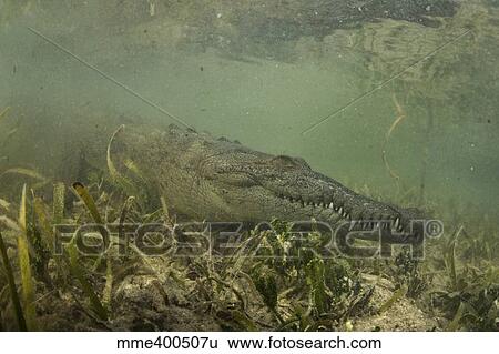 American saltwater crocodile in mangrove off of Cuba. View Large Photo Image Stock Photograph - American saltwater crocodile in mangrove off of Cuba.. Fotosearch