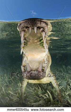 American saltwater crocodile in mangrove off of Cuba. View Large Photo Image Stock Photograph - American saltwater crocodile in mangrove off of Cuba.. Fotosearch