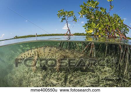 American saltwater crocodile swimming in mangrove off of Cuba. View Large Photo Image Stock Photograph - American saltwater crocodile swimming in mangrove off of Cuba.. Fotosearch