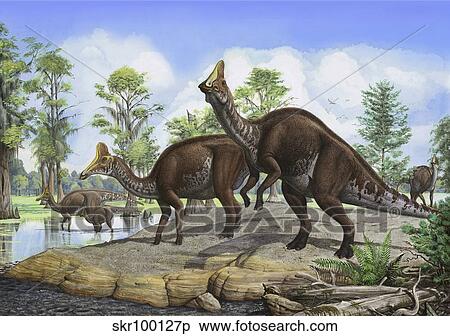 Amurosaurus riabinini dinosaurs grazing in prehistoric wetlands. View Large Illustration Stock Illustration - Amurosaurus riabinini dinosaurs grazing in prehistoric wetlands.. Fotosearch