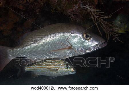 An adult and juvenile White Grunt fish swimming off the coast of Key Largo, Florida. View Large Photo Image Stock Photograph - An adult and juvenile White Grunt fish swimming off the coast of Key Largo, Florida.. Fotosearch