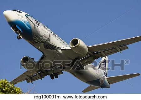 An Alaska Airlines Boeing 737 in a special salmon livery paint scheme. View Large Photo Image Picture - An Alaska Airlines Boeing 737 in a special salmon livery paint scheme.. Fotosearch