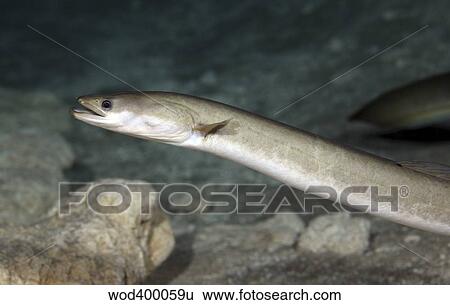 An American Eel patrols the sandy bottom of Morrison Springs cavern. View Large Photo Image Stock Photograph - An American Eel patrols the sandy bottom of Morrison Springs cavern.. Fotosearch