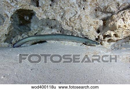An American Eel prowls along the edge of Morrison Springs cavern. View Large Photo Image Stock Photograph - An American Eel prowls along the edge of Morrison Springs cavern.. Fotosearch