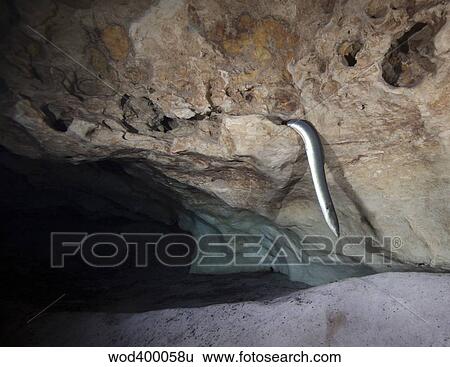 An American Eel slithers out of a hole in a cavern rock ceiling. View Large Photo Image Stock Photograph - An American Eel slithers out of a hole in a cavern rock ceiling.. Fotosearch