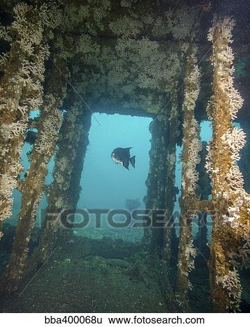 Stock Photograph - An Atlantic Spadefish swims amongst the USS Indra shipwreck.. Fotosearch