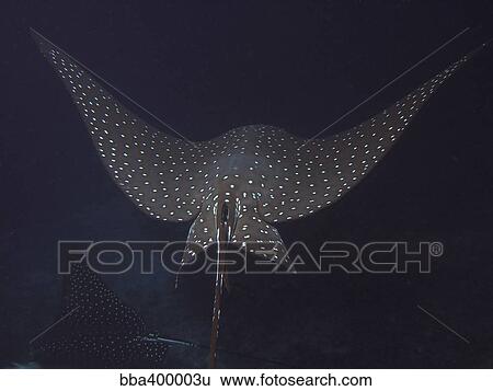 An eagle ray in flight, Cocos Island, Costa Rica. View Large Photo Image Stock Photograph - An eagle ray in flight, Cocos Island, Costa Rica.. Fotosearch