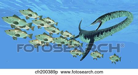 An Elasmosaurus hunts a school of bocaccio fish. View Large Illustration Stock Illustration - An Elasmosaurus hunts a school of bocaccio fish.. Fotosearch