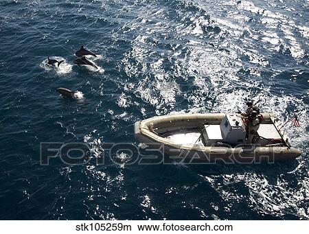 Picture - An inflatable boat travels alongside dolphins in the Atlantic Ocean.. Fotosearch