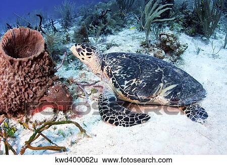 Stock Photograph - An injured Hawksbill Turtle in Caribbean Sea, Mexico.. Fotosearch