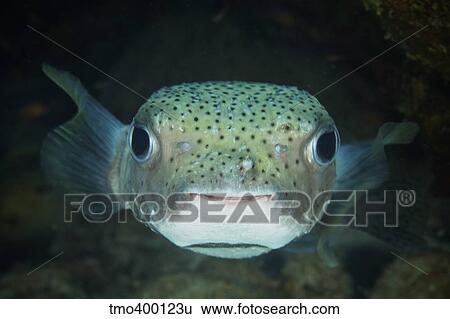 An inquisitive Porcupinefish, Bonaire, Caribbean Netherlands. View Large Photo Image Stock Photograph - An inquisitive Porcupinefish, Bonaire, Caribbean Netherlands.. Fotosearch