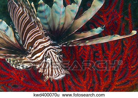 Stock Photograph - An Invasive Indo-Pacific Lionfish off the coast of North Carolina.. Fotosearch