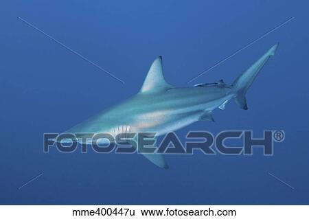 Stock Photograph - An oceanic blacktip shark, South Africa.. Fotosearch