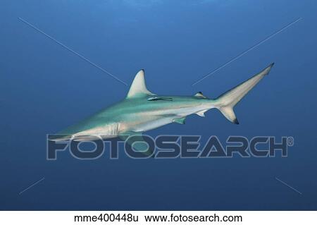 Stock Photograph - An oceanic blacktip shark, South Africa.. Fotosearch