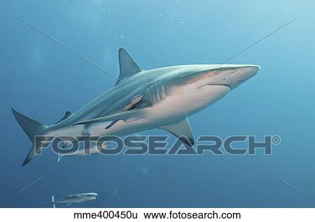 Stock Photograph - An oceanic blacktip shark with remora, South Africa.. Fotosearch