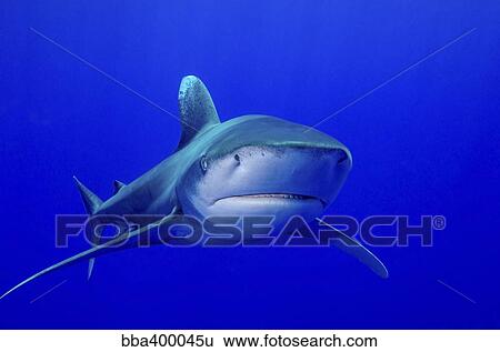 An oceanic whitetip shark, Cat Island, Bahamas. View Large Photo Image Stock Photograph - An oceanic whitetip shark, Cat Island, Bahamas.. Fotosearch