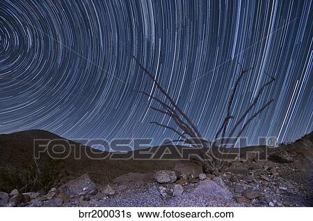 An octotillo backdropped by star tails in Anza Borrego Desert State Park. View Large Photo Image Stock Photograph - An octotillo backdropped by star tails in Anza Borrego Desert State Park.. Fotosearch