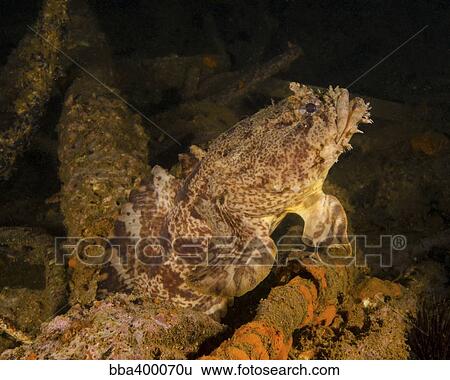 An oyster toadfish sitting inside the USS Indra shipwreck. View Large Photo Image Stock Photograph - An oyster toadfish sitting inside the USS Indra shipwreck.. Fotosearch