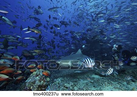 An underwater photographer films a large bull shark surrounded by hundreds of reef fish, Fiji. View Large Photo Image Stock Photograph - An underwater photographer films a large bull shark surrounded by hundreds of reef fish, Fiji.. Fotosearch
