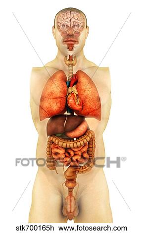 Anatomia Di Corpo Umano Esposizione Intero Organi Fronte Vista Disegno Stkh Fotosearch