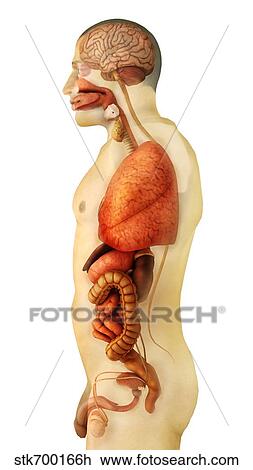 Anatomia Di Corpo Umano Esposizione Intero Organi Lato Vista Disegno Stkh Fotosearch